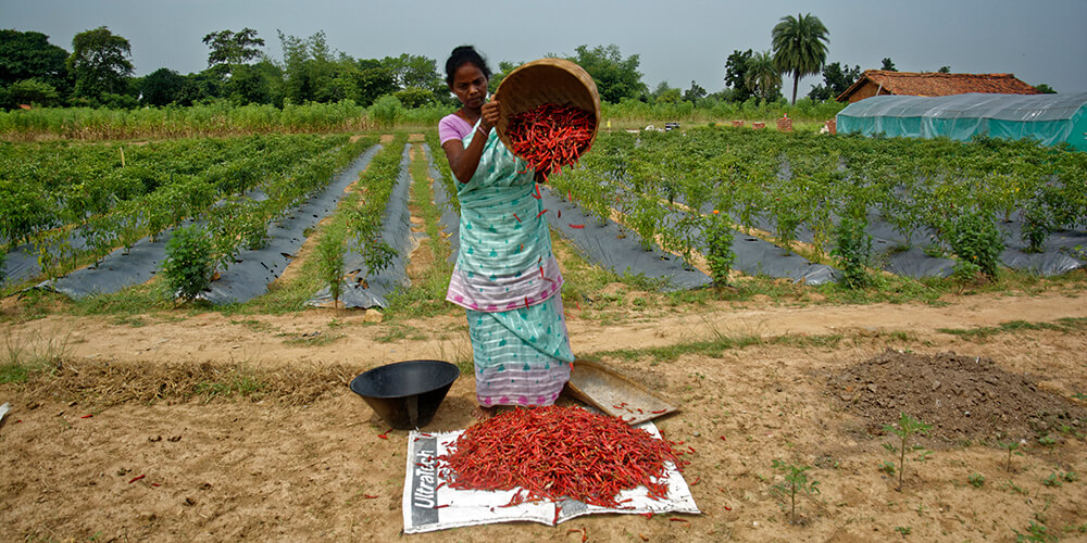 woman-smallholder-farmer-india